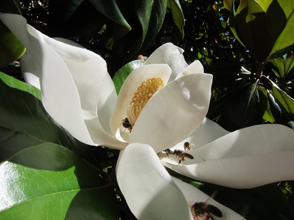 fleur et insectes Magnolia grandiflora
