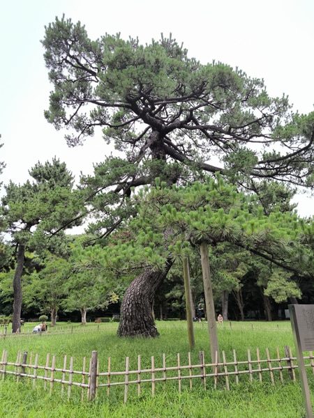 "Pine tree of Imperial Troop Review"