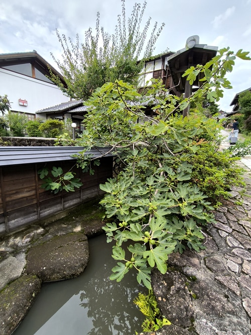 Ficus carica - Magome, Japon