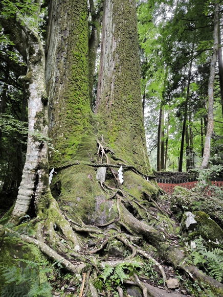 Cryptomeria japonica