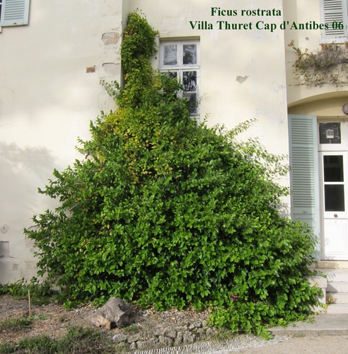 Ficus rostrata - Villa Thuret à St Jean Cap d'Antibes