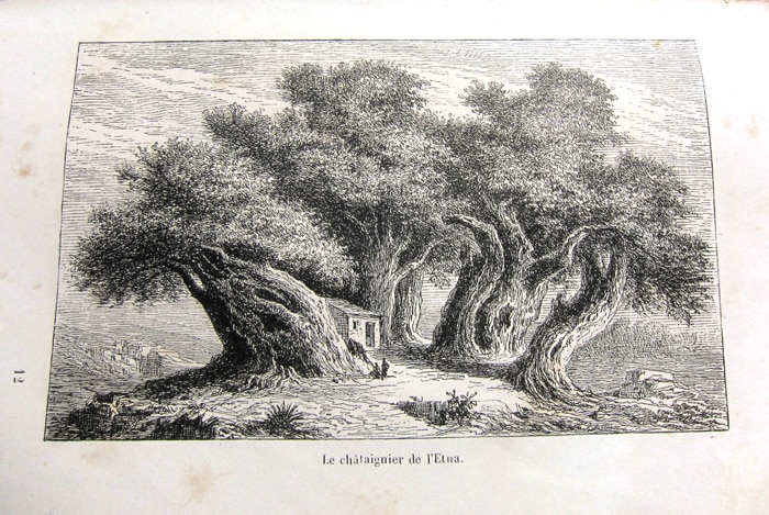 Le châtaignier de l'Etna