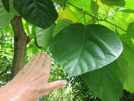 Feuille de Ficus auriculata une des plus grandes feuilles de Ficus