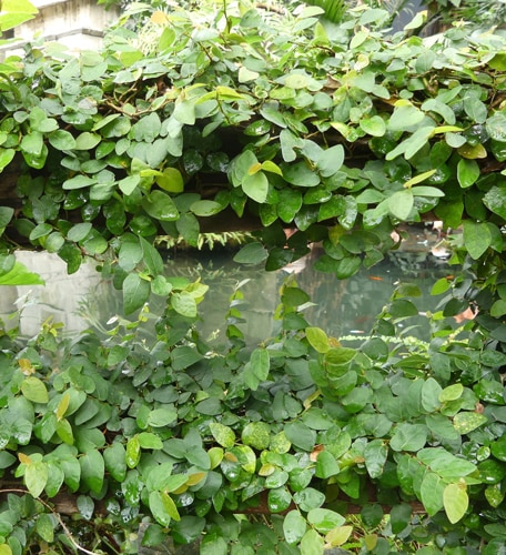 Ficus pumila - Parc Phoenix à Nice