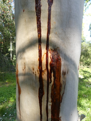 gomme exsudée de l'eucalyptus