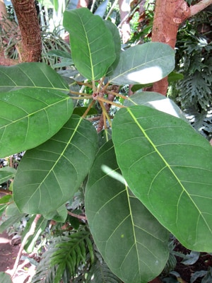 Feuilles de Ficus benghalensis