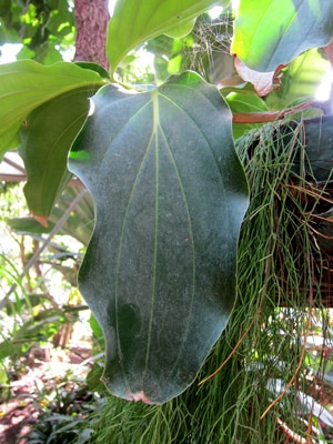 Feuilles de Ficus lyrata