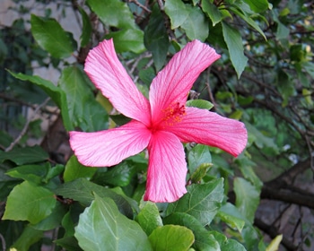 Hibiscus , Malvaceae