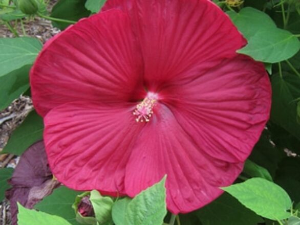 fleur Hibiscus moscheutos
