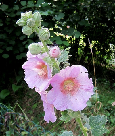 Fleur de rose trémière