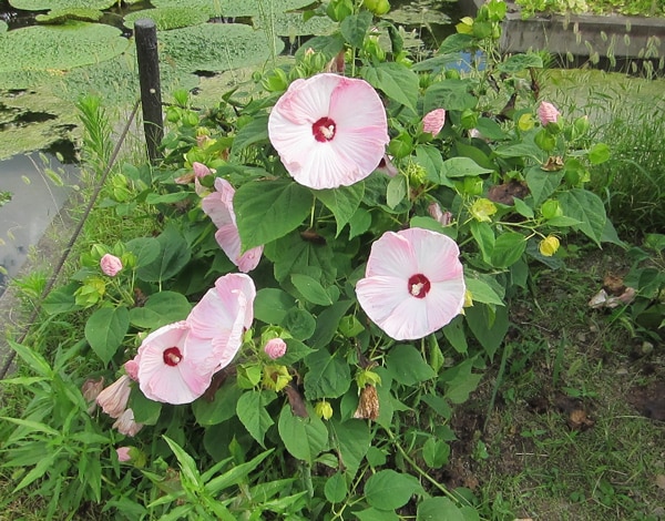 Hibiscus des marais