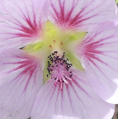 Malvaceae - tribu Malveae