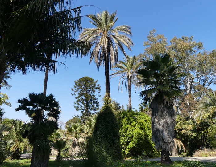 Araucaria et palmiers Villa Thuret