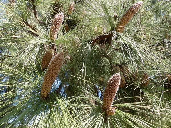 cônes mâles du pin des Canaries