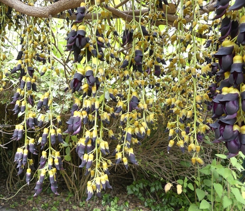 Fabaceae - tribu des Phaseoleae - sous-tribu Erythrininae