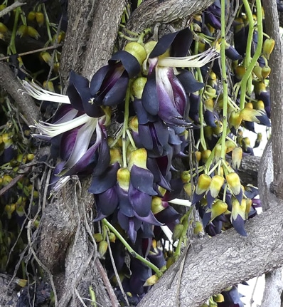 Fleurs papilionacées