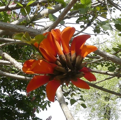 Erythrina caffra
