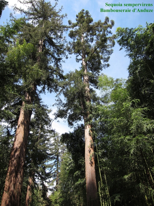 Allée de Sequoia serpenvirens - Bambouseraie d'Anduze