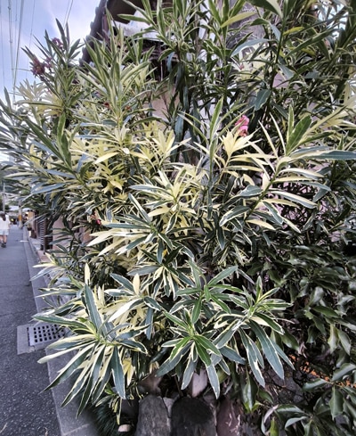 Nerium oleander 'Variegata'