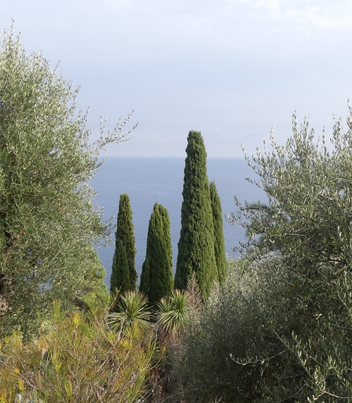 Cyprès de Provence