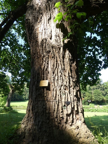 Liriodendron tulipifera