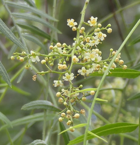 Fleurs faux-poivrier