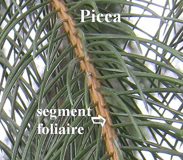 segment foliaire de l'épicéa - Picea