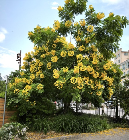 Cassia leptophylla - coulée verte de Nice, fin juin Fabaceae, Caesalpinioideae Médaillon d'or