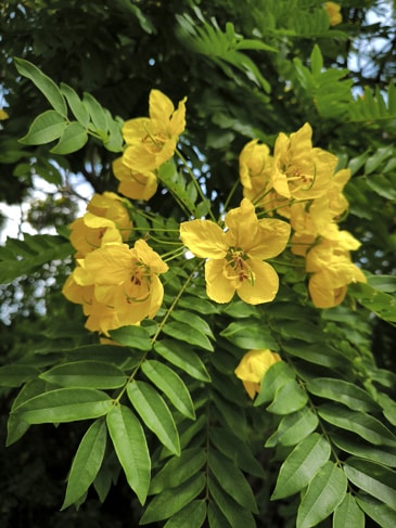 Cassia leptophylla - Médaillon d'or Fabaceae, Caesalpinioideae