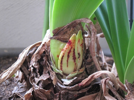 Maladie fongique de l'amaryllis