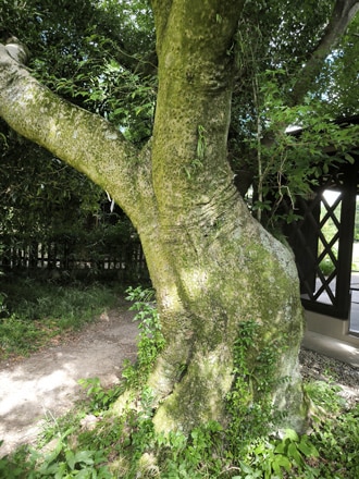Micocoulier de Chine