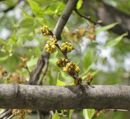 Inflorescence de Celtis