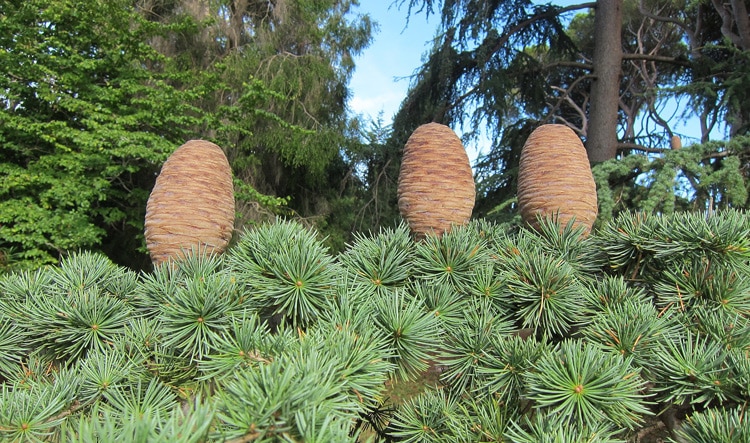 Arbres Nuage japonais pour jardin résistant Bonsai Geant Pinus nigra