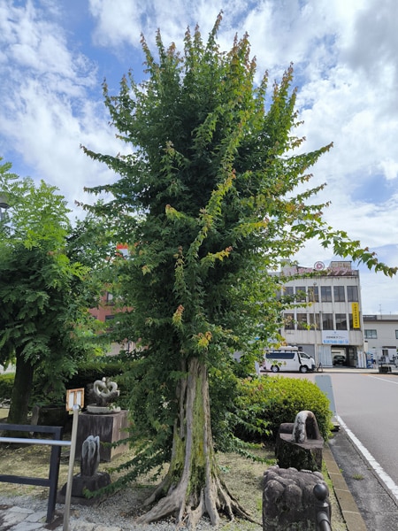 Érable trident