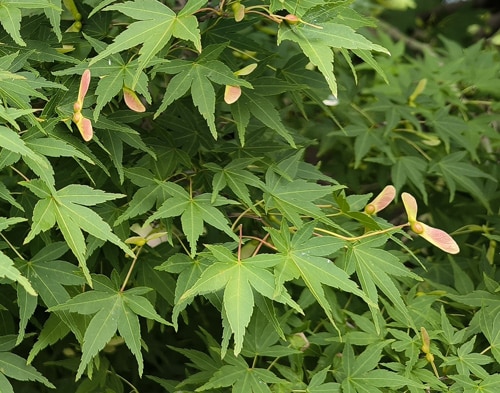 Parc-Kitanomaru-samares