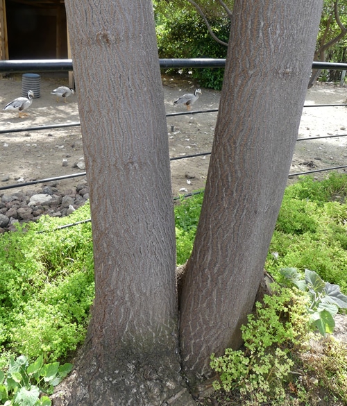 Exploitant arbre paulownia