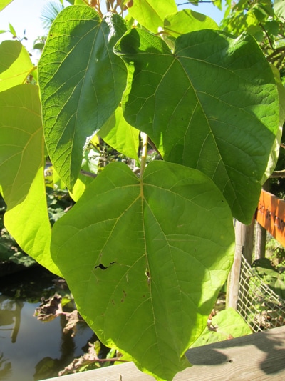 Paulownia catalpifolia (Catalpa Paulownia)