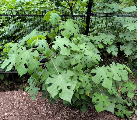 Feuilles lobées du Broussonetia