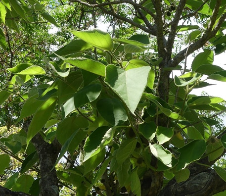 Feuilles entières du Broussonetia