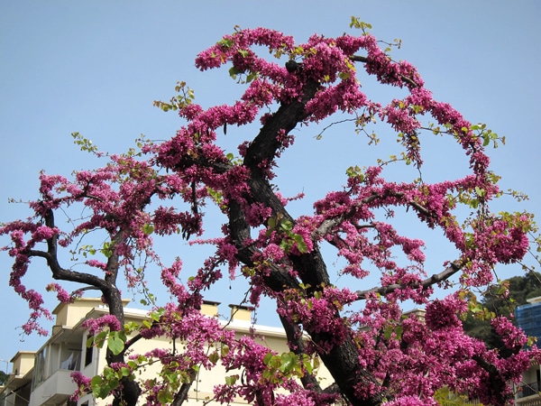 Cercis siliquastrum