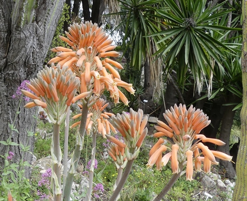 Inflorescences d'aloes