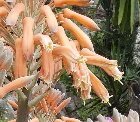 Tépales d'Aloe