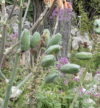 Ovaire supère de l'aloès