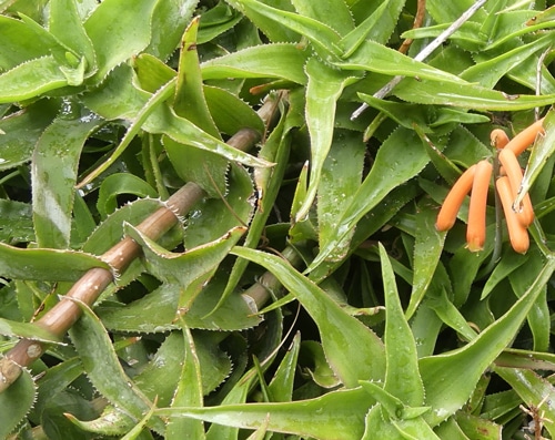 Feuilles engainantes d'aloès
