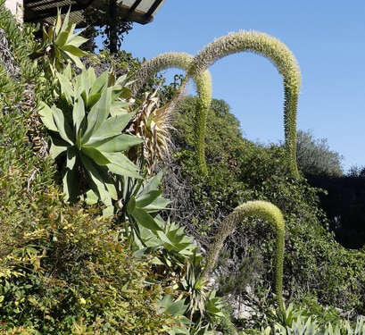 Floraison de l'Agave attenuata