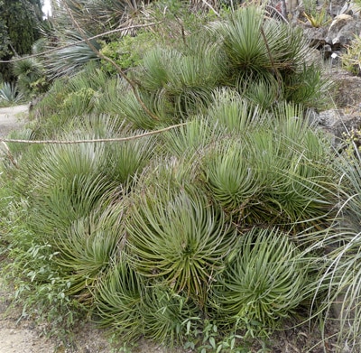 Agave stricta, agave hérisson - Jardin de Hanbury en Italie