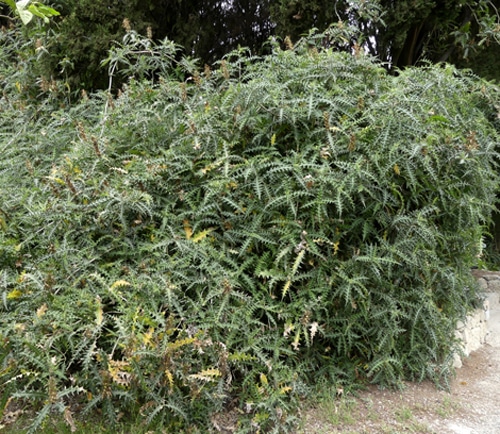 Acanthe arborescent - arbuste buissonnant