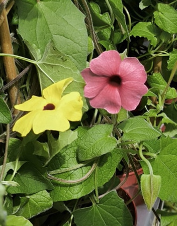 Oeil de Suzanne jaune et rose