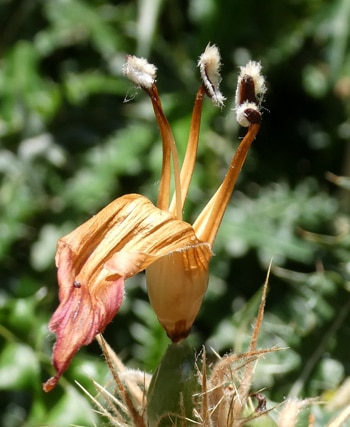 Anthères velues de certaines espèces d'acanthes étamines d'acanthe