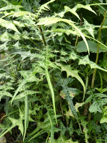 Acanthus montanus feuilles Acanthe africaine
